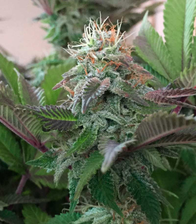 Blue Pyramid fem (Pyramid Seeds) семена конопли
