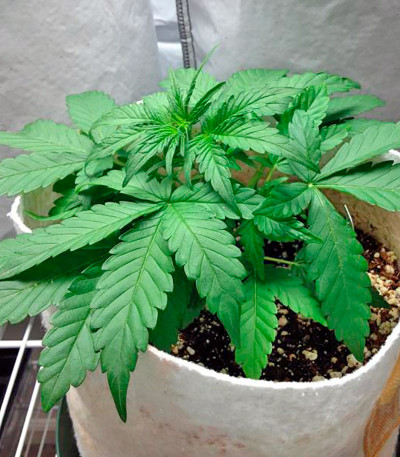 Семена конопли Blue Amnesia XXL Autoflowering