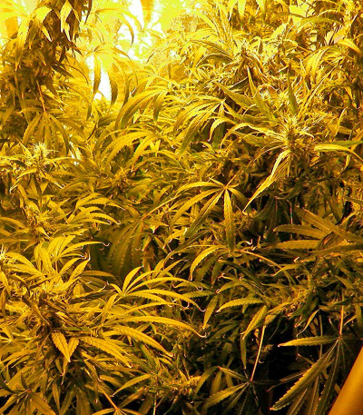 Brazil Amazonia fem (World of Seeds) семена конопли