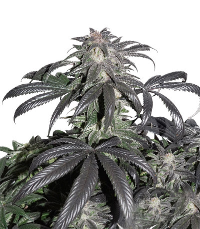 Bubba Island Kush fem (Dutch Passion) семена конопли