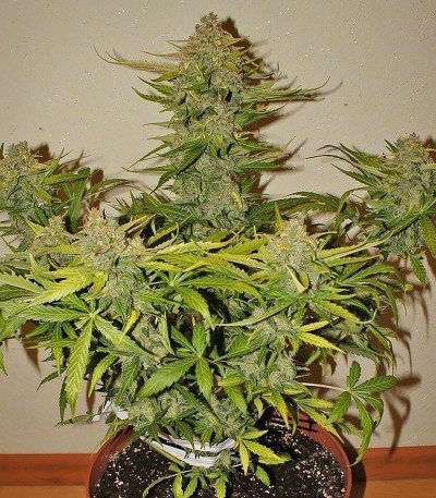 CBD Auto 1:1 auto fem (FastBuds Seeds) семена конопли