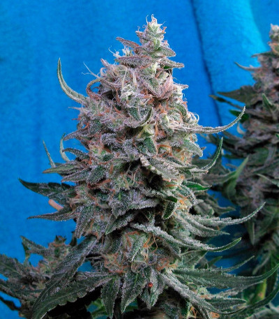 Delahaze fem (Paradise Seeds) семена конопли