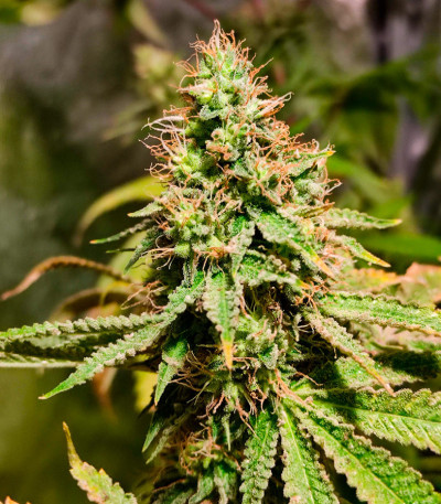 Frosted Guava fem (Original Sensible Seeds) семена конопли