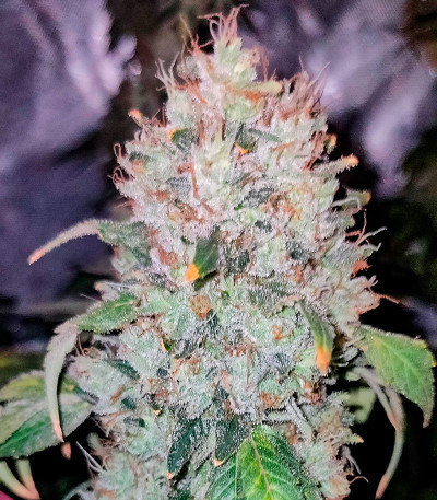 Gary Payton fem (Barney's Farm) семена конопли