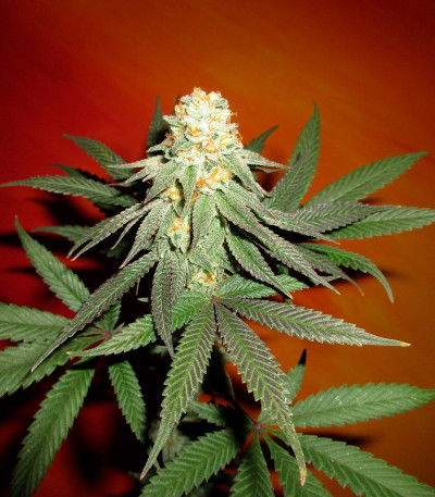 Gelato 242 fem семена конопли