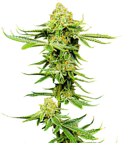 Gelato #33 fem (Advanced Seeds) семена конопли