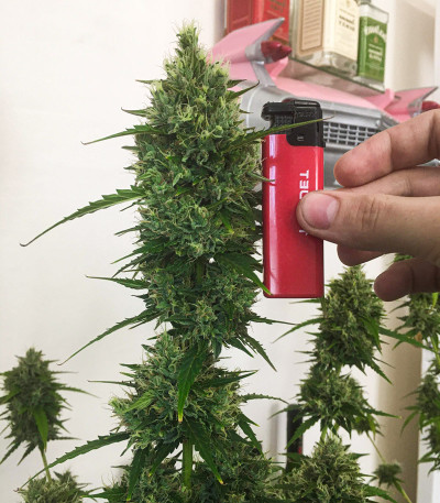 Gorilla Auto (Gorilla Glue Auto) fem Fastbuds семена конопли