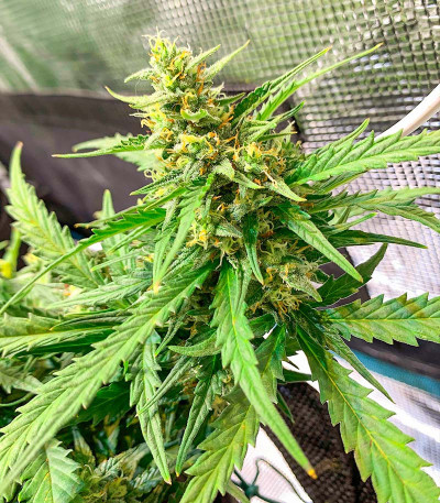 Gorilla fem (00 Seeds) семена конопли