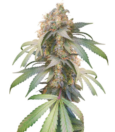 Gorilla fem (00 Seeds) семена конопли