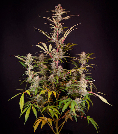 HighCloudZ Auto fem от Green House Seeds семена конопли