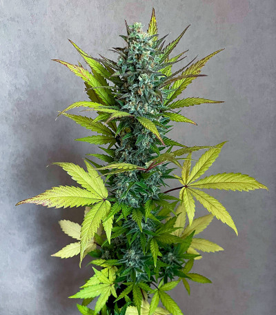 Jet Fuel Mandarine XL Auto fem (Sweet Seeds) семена конопли