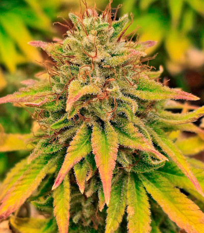 Lemon Drizzle fem (Barney's Farm) семена конопли