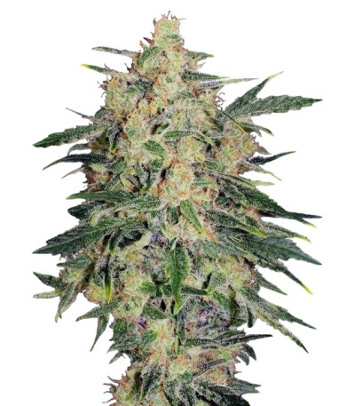Nebula II CBD fem (Paradise Seeds) семена конопли