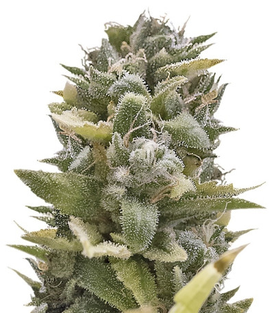OG Kush Auto fem (Humboldt Seeds) семена конопли