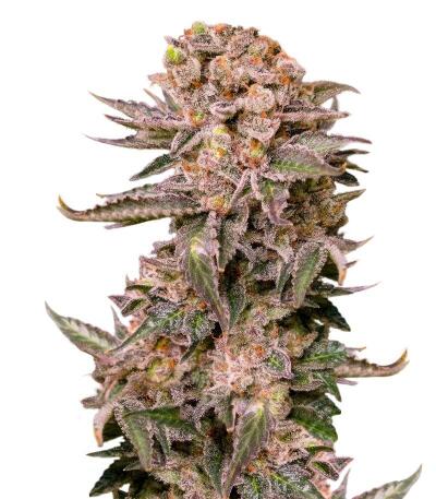 Papaya Frosting fem семена конопли