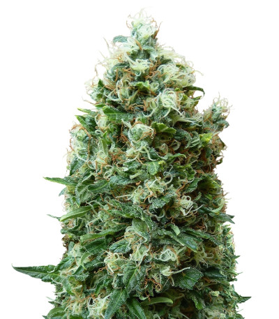 Купить семена марихуаны Phatt Fruity шишки