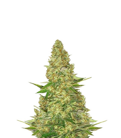 Power VIP fem (VIP seeds) семена конопли