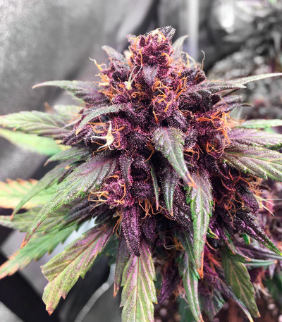 Purple Juice Auto fem (Herbies Seeds) семена конопли