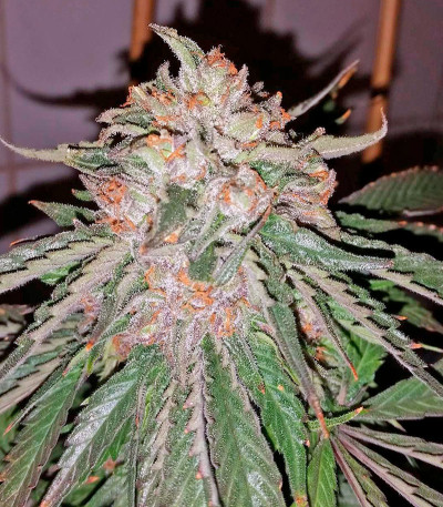 Purple Afghan Kush fem (Dinafem Seeds) семена конопли