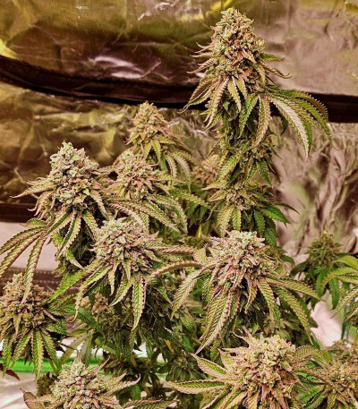 Rainbow Melon fem (FastBuds) семена конопли