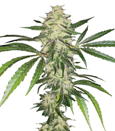 Sherbet Cuvee Cookies fem (Cali Buds Seeds) семена конопли