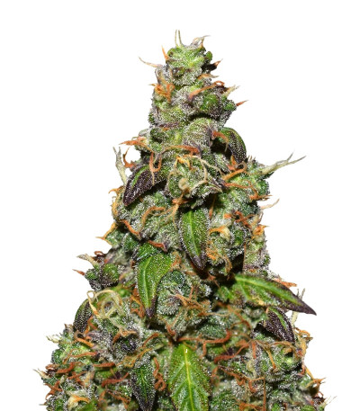 Six Shooter Auto fem (FastBuds) семена конопли