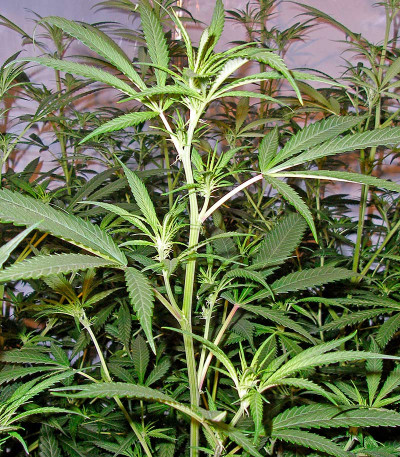 Trainwreck reg (Humboldt Seeds) семена конопли