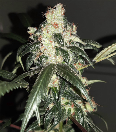 Wedding Cake fem (Barney's Farm) семена конопли