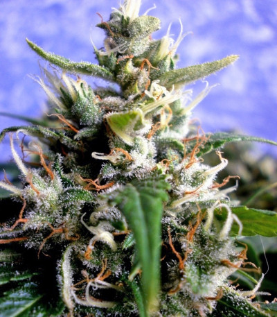 Y Griega fem семена конопли