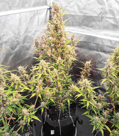 Zkittlez Auto fem (Cali Buds Seeds) семена конопли