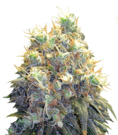 Bubblelicious fem (Nirvana Seeds) семена конопли