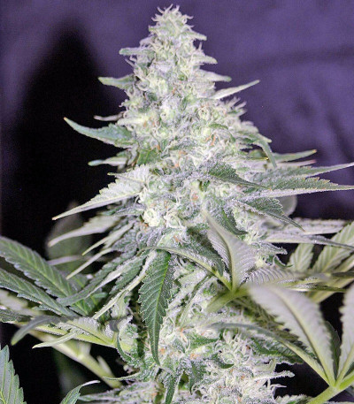 El Nino fem семена конопли