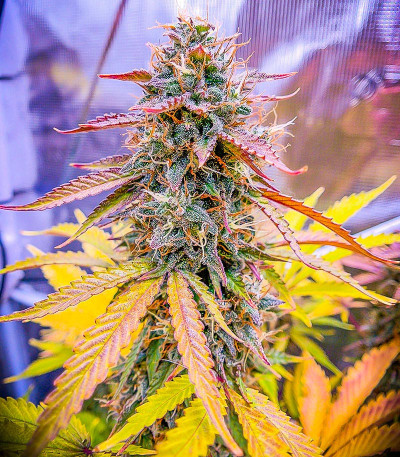 Florida Gaspack fem (Humboldt Seed Organization) семена конопли