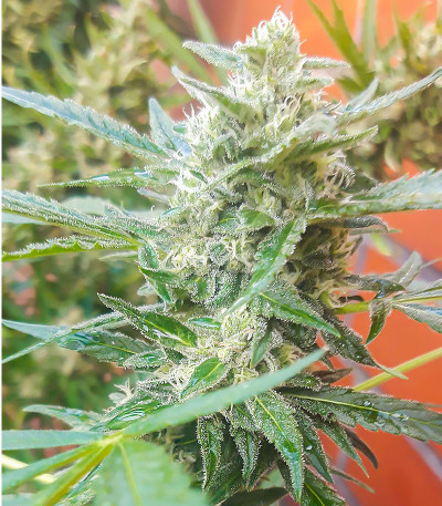 Stromboli Auto fem (Paradise Seeds) семена конопли