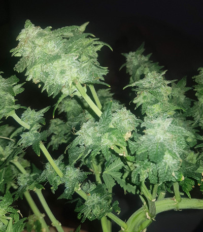 Monster Gelato (Monster Genetics) семена конопли