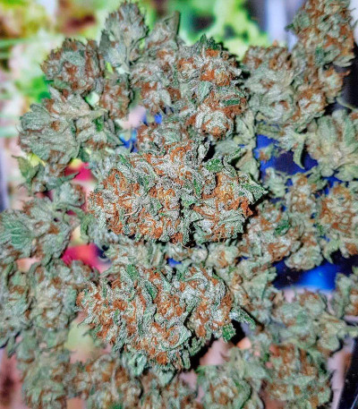 707 Headband fem (Humboldt Seeds) семена конопли