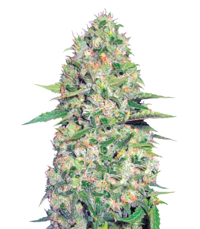 Auto Jack Hair fem семена конопли