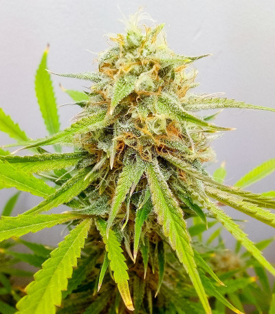 Auto Mimosa Punch fem (Advanced Seeds) семена конопли
