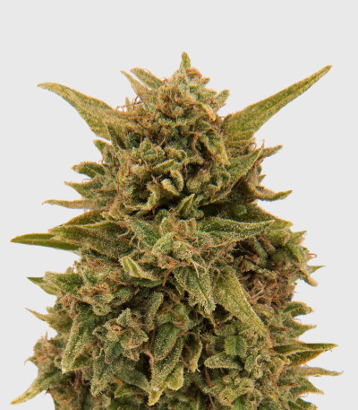 Blueberry OG от Barney's Farm семена конопли
