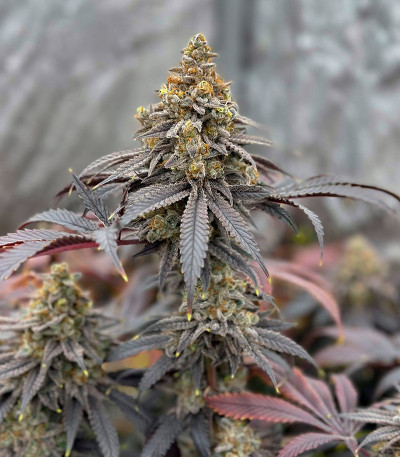 Crescendo RBX1 fem (Ethos Genetics) семена конопли