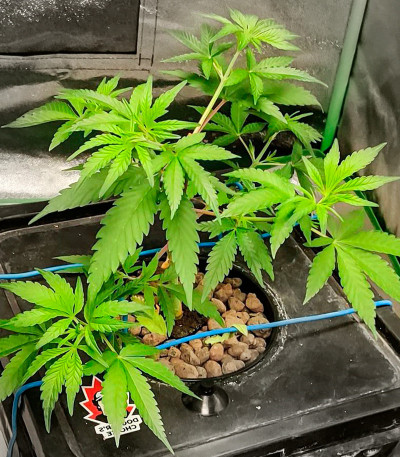 Deepforest Super Auto fem (Doctor’s Choice) семена конопли