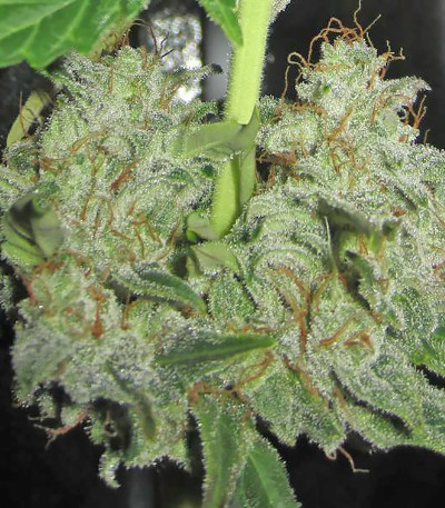 Lowryder Auto reg (Doctor’s Choice) семена конопли