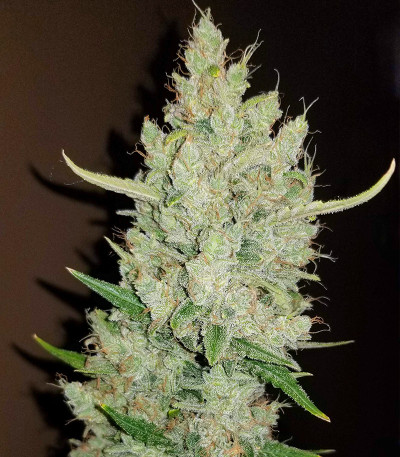 Original Auto Sour Diesel fem (FastBuds) семена конопли