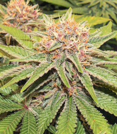 Purple Punch fem (Barney's Farm) семена конопли