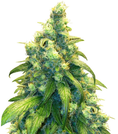 Купить семена марихуаны Red Dragon шишки