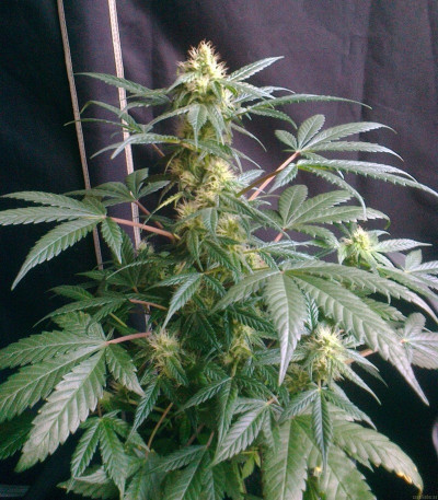 Royal Critical Automatic fem (Royal Queen Seeds) семена конопли