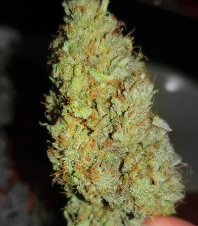 Runtz XL Auto (Sweet Seeds) семена конопли