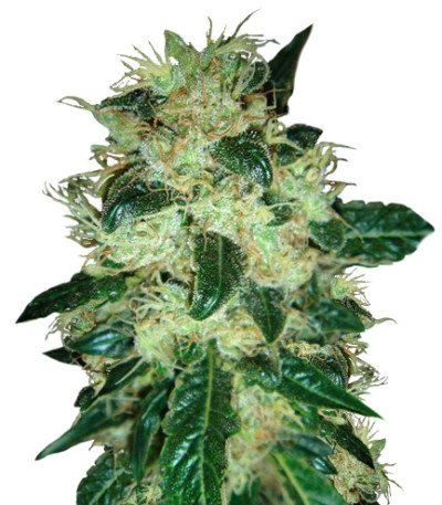 Sour P fem (Resin Seeds) семена конопли