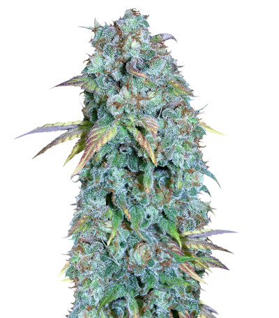 Serious Happiness reg (Serious Seeds) семена конопли