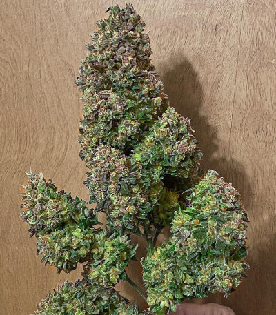 Sith OG fem (AlphaFem Seeds) семена конопли